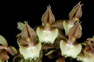 Catasetum Edgardo A. Pauneto ‘Sunset Valley Orchids’ AM/AOS 85 pts.